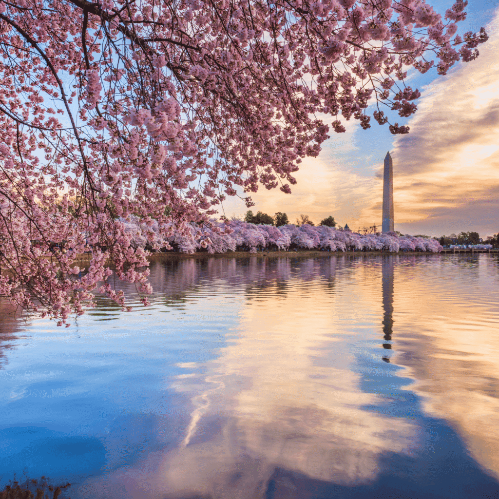 2026 National Cherry Blossom Festival in Washington, DC by LXURI
