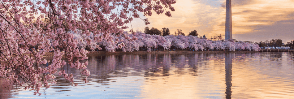 2026 National Cherry Blossom Festival in Washington, DC by LXURI