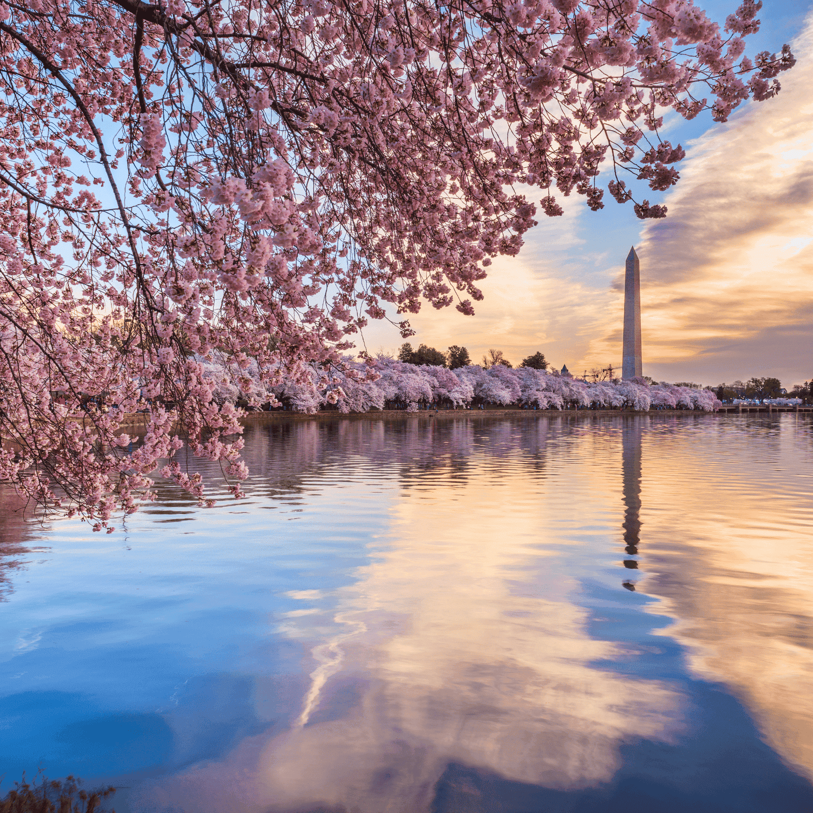 2026 National Cherry Blossom Festival in Washington, DC by LXURI