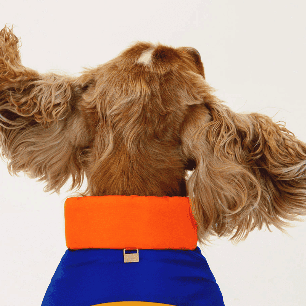 LXURI - Moncler Dog Coats: Performance Meets Alpine Luxury