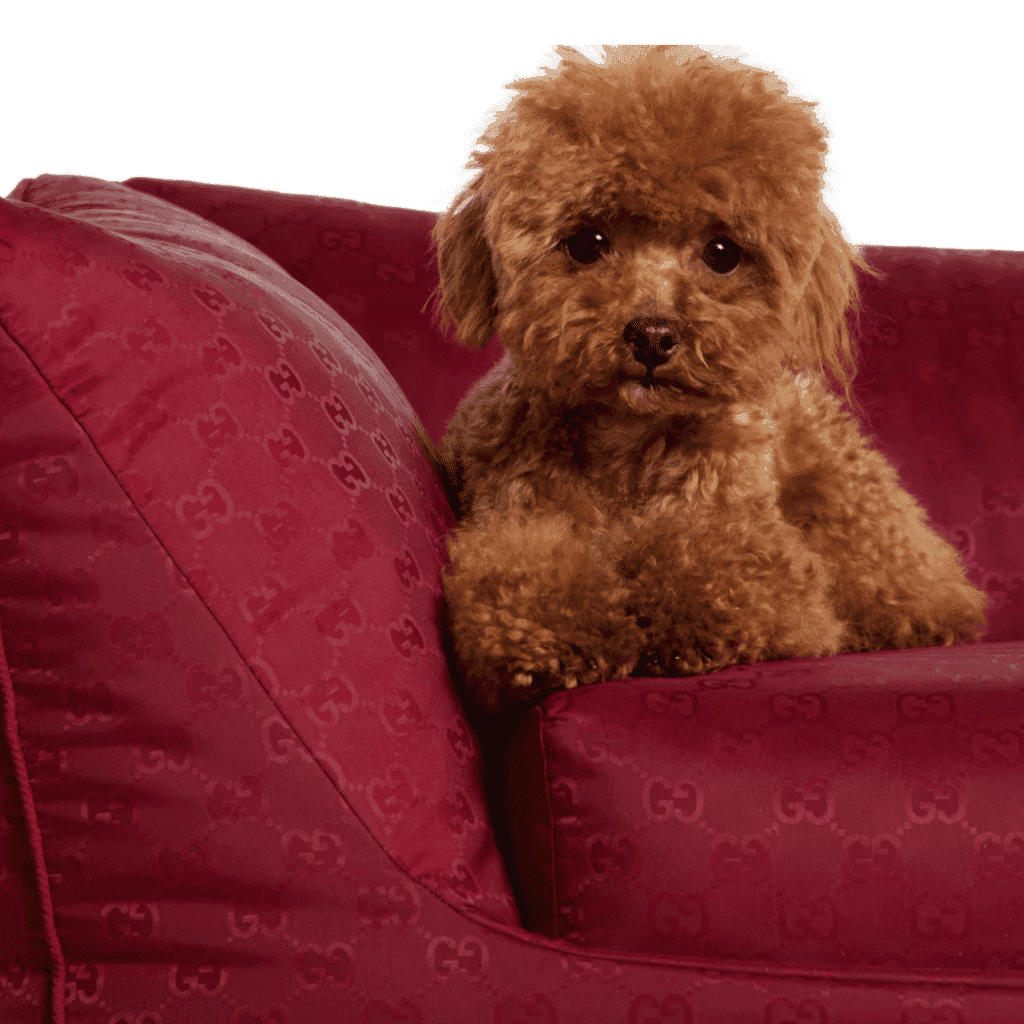 Luxury Pet Accessories: The Ultimate Designer Guide | LXURI Blog Post