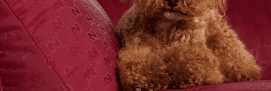 Luxury Pet Accessories: The Ultimate Designer Guide | LXURI Blog Post