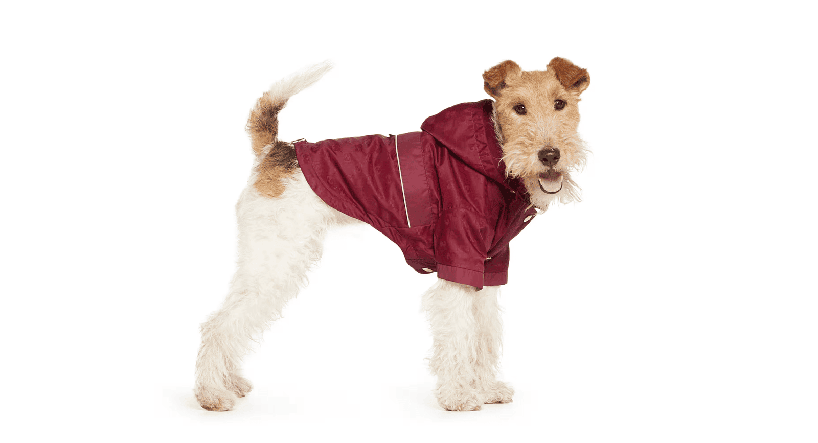 Luxury Pet Accessories: The Ultimate Designer Guide | by LXURI